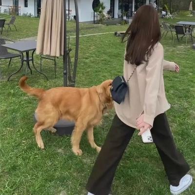 心有猛兽
